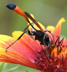 Ammophila placida