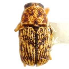 Pachybrachis pectoralis