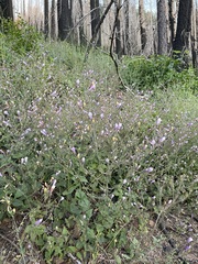 Penstemon personatus