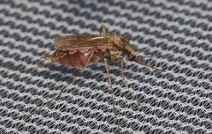 Aedes grossbecki