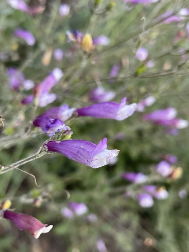 Image of Penstemon personatus by (c) Matt Berger, some rights reserved (CC BY)