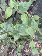 Penstemon personatus
