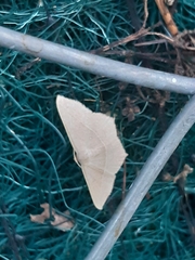 Geometridae