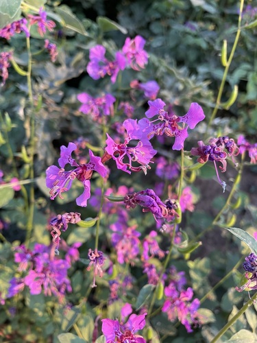 Image of Clarkia mildrediae by (c) Matt Berger, some rights reserved (CC BY)