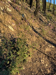 Penstemon personatus