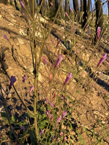 Image of Penstemon personatus by (c) Matt Berger, some rights reserved (CC BY)
