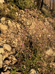 Penstemon personatus