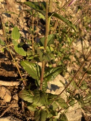 Penstemon personatus