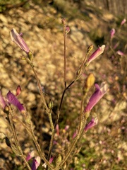 Penstemon personatus