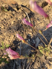 Penstemon personatus