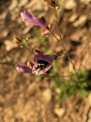 Penstemon personatus