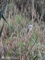 Nycticorax nycticorax