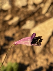Penstemon personatus