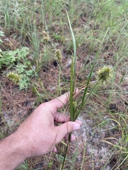Cyperus hystricinus