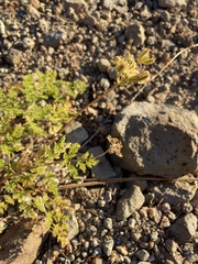Cymopterus terebinthinus californicus