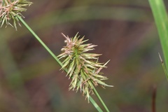 Cyperus hystricinus