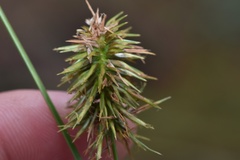 Cyperus hystricinus