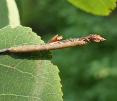 Campaea perlata
