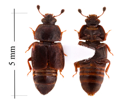 Caplothorax lugubris