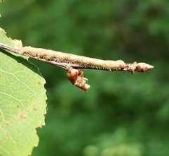 Campaea perlata