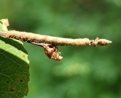 Campaea perlata
