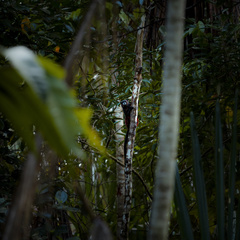 Saguinus fuscicollis