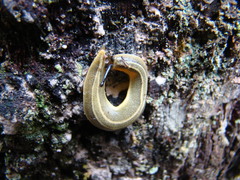 Vaginulus taunaisii