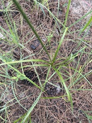 Cyperus hystricinus