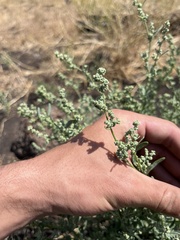 Chenopodium leptophyllum
