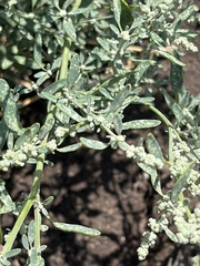 Chenopodium leptophyllum