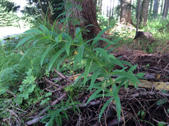 Polygonatum verticillatum