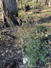 Penstemon personatus