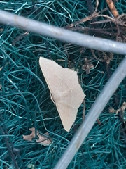 Geometridae
