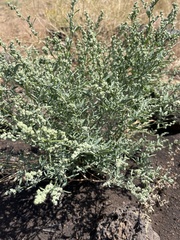 Chenopodium leptophyllum