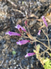 Penstemon personatus
