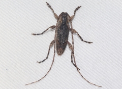 Trichocanonura linearis