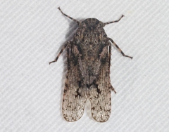 Alphina glauca