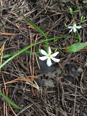 Sabatia difformis