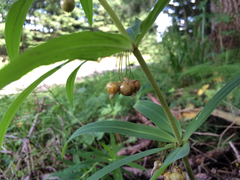 Polygonatum verticillatum