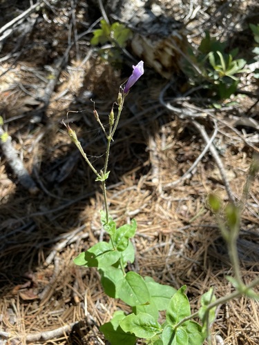 Image of Penstemon personatus by (c) Matt Berger, some rights reserved (CC BY)