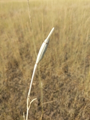 Calochortus macrocarpus