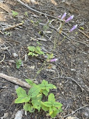 Penstemon personatus