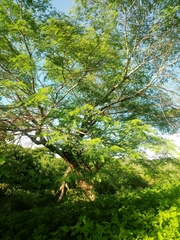 Leucaena esculenta