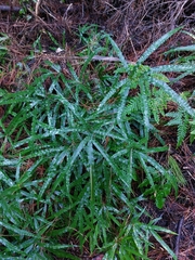 Pteris cretica