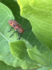 Tetraopes tetrophthalmus