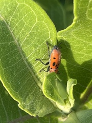 Tetraopes tetrophthalmus