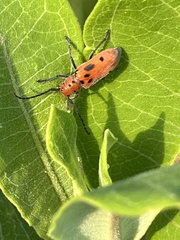 Tetraopes tetrophthalmus