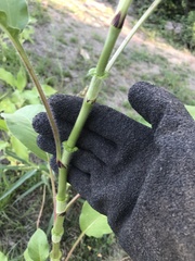 Persicaria orientalis