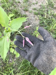 Persicaria orientalis