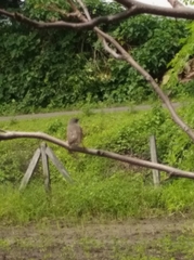 Prinia hodgsonii